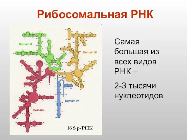 Рибосомальная РНК 16 S р-РНК Самая большая из всех видов РНК – 2-3 тысячи нуклеотидов