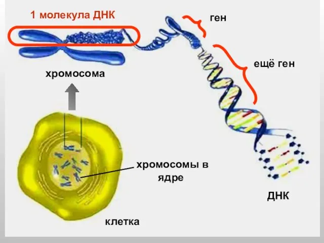 клетка хромосомы в ядре ДНК хромосома 1 молекула ДНК