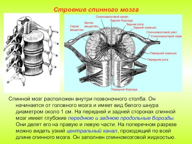 Строение спинного мозга Спинной мозг расположен внутри позвоночного столба. Он начинается от