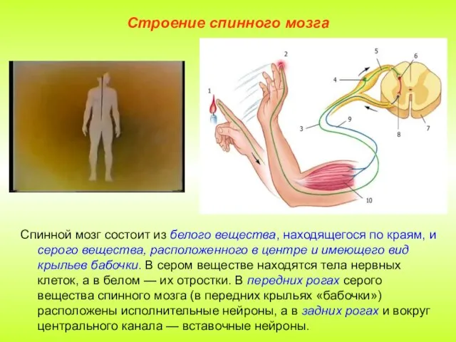 Строение спинного мозга Спинной мозг состоит из белого вещества, находящегося по краям,