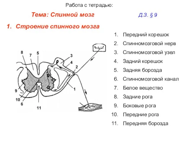 Тема: Спинной мозг Д.З. § 9 Работа с тетрадью: Строение спинного мозга