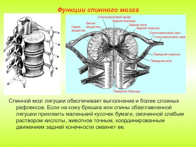 Функции спинного мозга Спинной мозг лягушки обеспечивает выполнение и более сложных рефлексов.