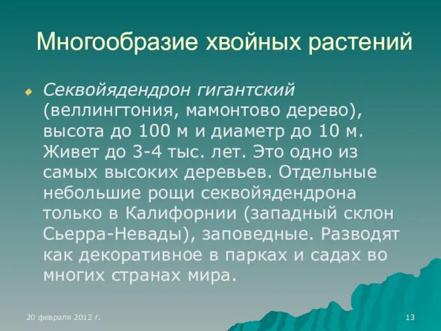 Многообразие хвойных растений Секвойядендрон гигантский (веллингтония, мамонтово дерево), высота до 100 м