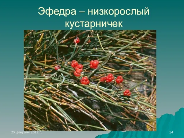 Эфедра – низкорослый кустарничек