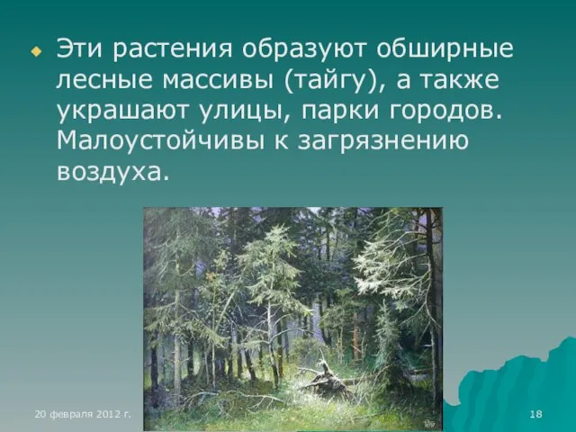 Эти растения образуют обширные лесные массивы (тайгу), а также украшают улицы, парки