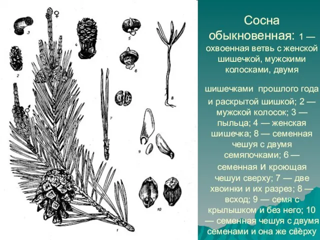 Сосна обыкновенная: 1 — охвоенная ветвь с женской шишечкой, мужскими колосками, двумя