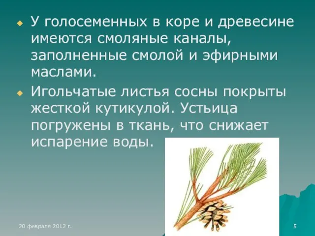 У голосеменных в коре и древесине имеются смоляные каналы, заполненные смолой и