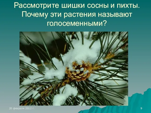 Рассмотрите шишки сосны и пихты. Почему эти растения называют голосеменными?