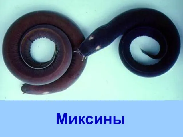 Миксины