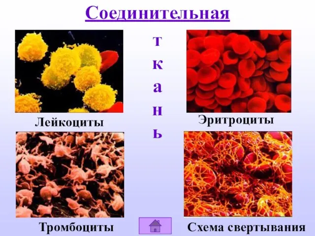 Соединительная Лейкоциты Эритроциты Тромбоциты Схема свертывания ткань