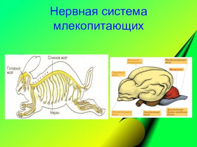 Нервная система млекопитающих