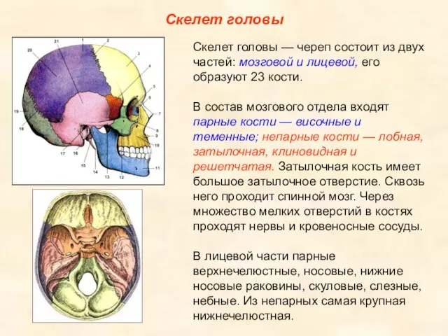 Скелет головы Скелет головы — череп состоит из двух частей: мозговой и