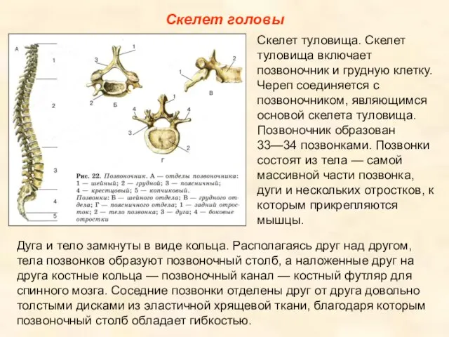 Скелет головы Скелет туловища. Скелет туловища включает позвоночник и грудную клетку. Череп