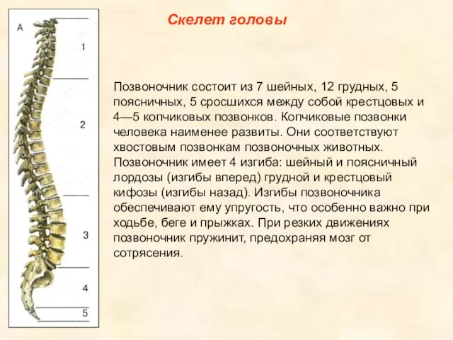 Скелет головы Позвоночник состоит из 7 шейных, 12 грудных, 5 поясничных, 5