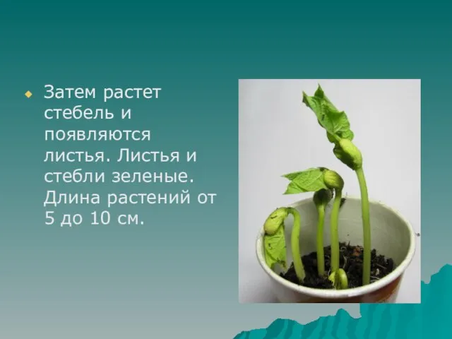 Затем растет стебель и появляются листья. Листья и стебли зеленые. Длина растений