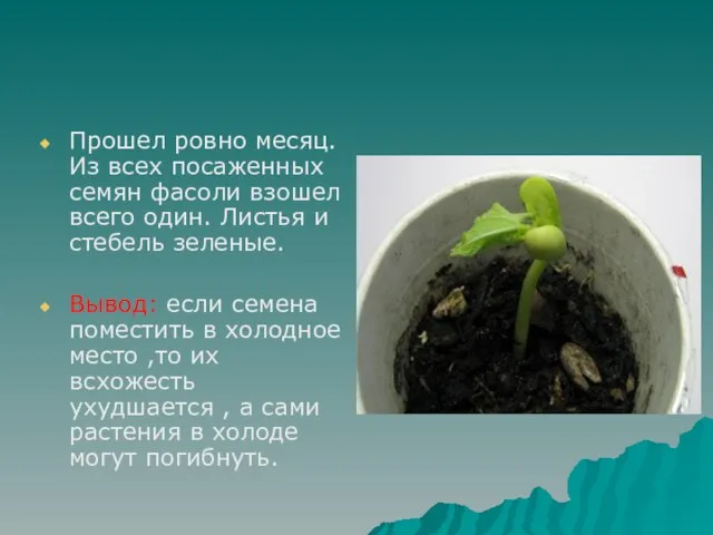 Прошел ровно месяц. Из всех посаженных семян фасоли взошел всего один. Листья