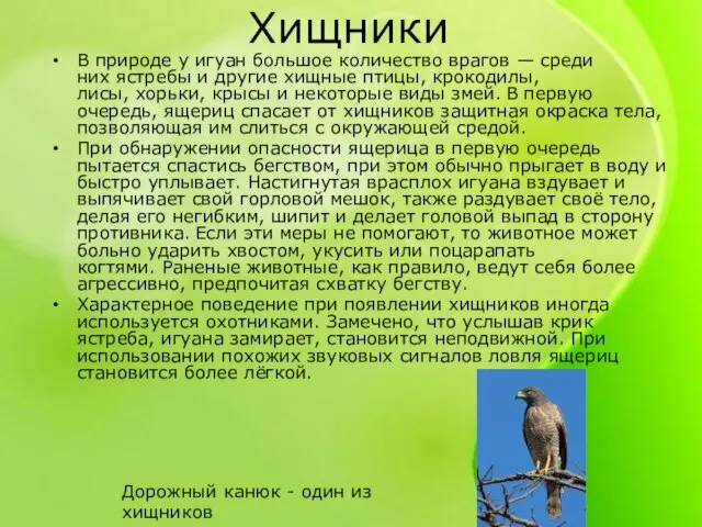 Хищники В природе у игуан большое количество врагов — среди них ястребы