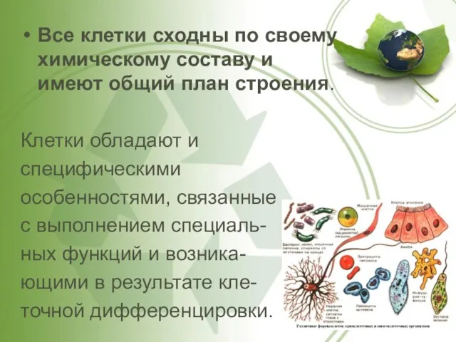 Все клетки сходны по своему химическому составу и имеют общий план строения.