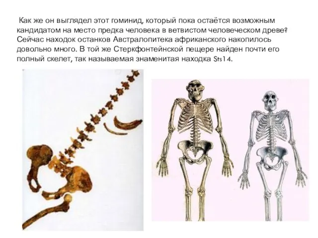 Как же он выглядел этот гоминид, который пока остаётся возможным кандидатом на