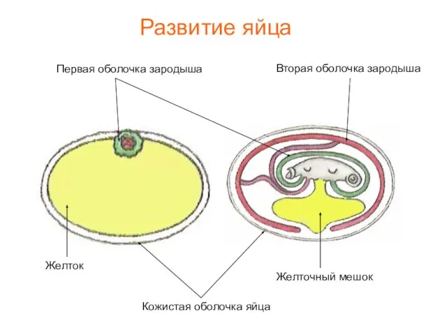 Кожистая оболочка яйца Первая оболочка зародыша Вторая оболочка зародыша Желточный мешок Желток Развитие яйца