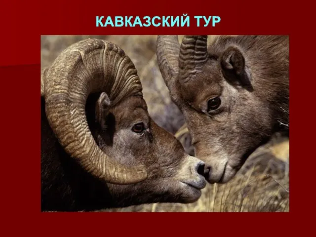 КАВКАЗСКИЙ ТУР