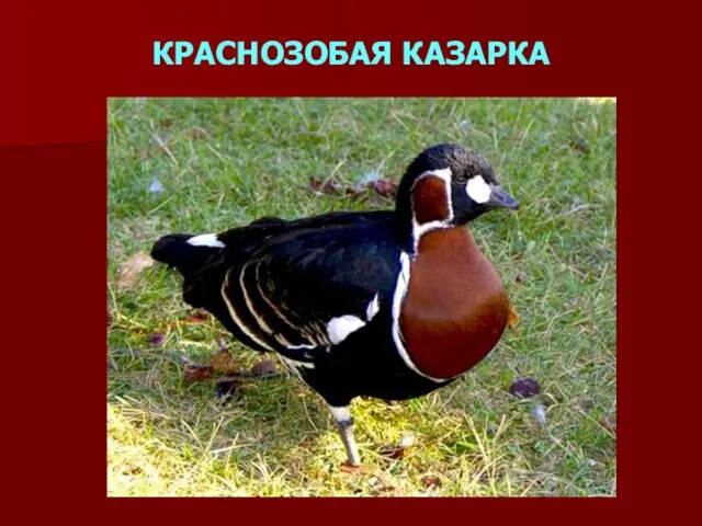 КРАСНОЗОБАЯ КАЗАРКА