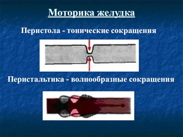 Моторика желудка Перистальтика - волнообразные сокращения Перистола - тонические сокращения