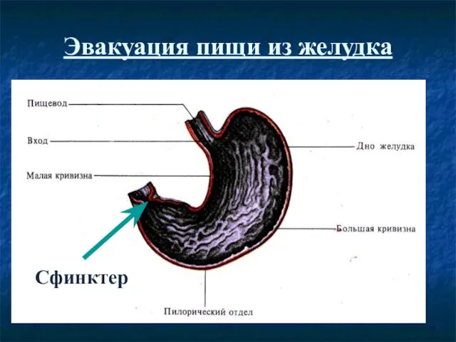 Эвакуация пищи из желудка Сфинктер