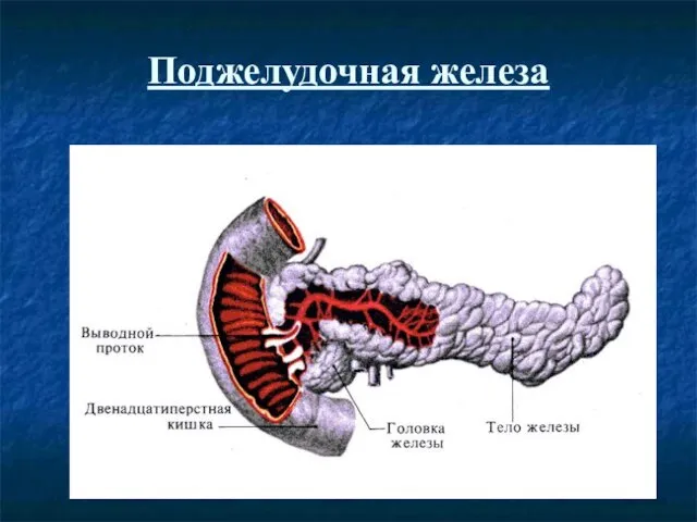 Поджелудочная железа