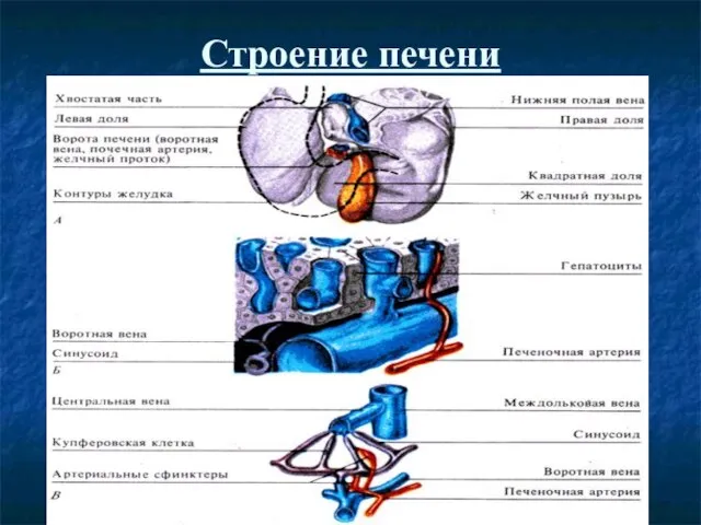 Строение печени