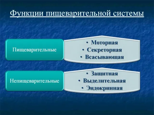 Функции пищеварительной системы