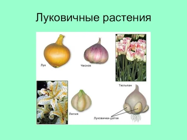 Луковичные растения