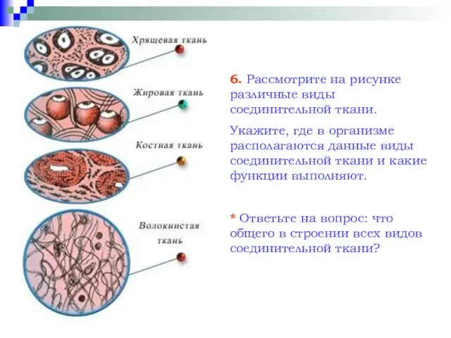 6. Рассмотрите на рисунке различные виды соединительной ткани. Укажите, где в организме