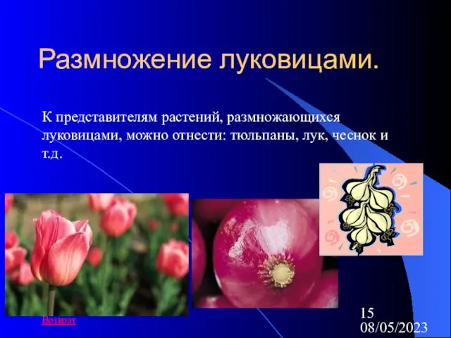 08/05/2023 Размножение луковицами. К представителям растений, размножающихся луковицами, можно отнести: тюльпаны, лук, чеснок и т.д. Возврат