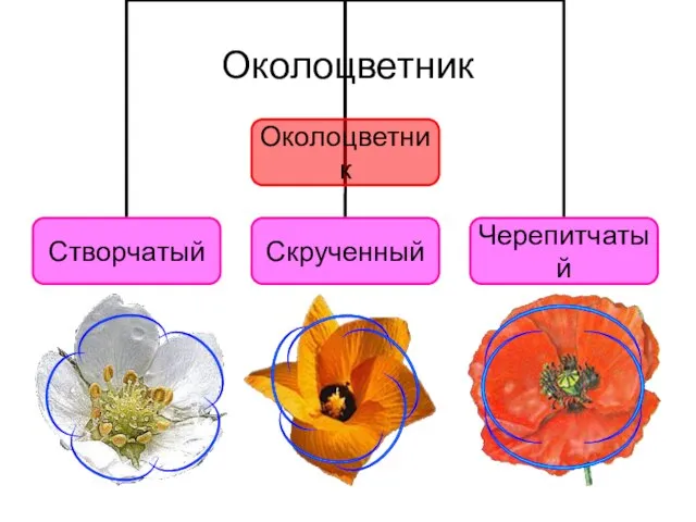 Околоцветник