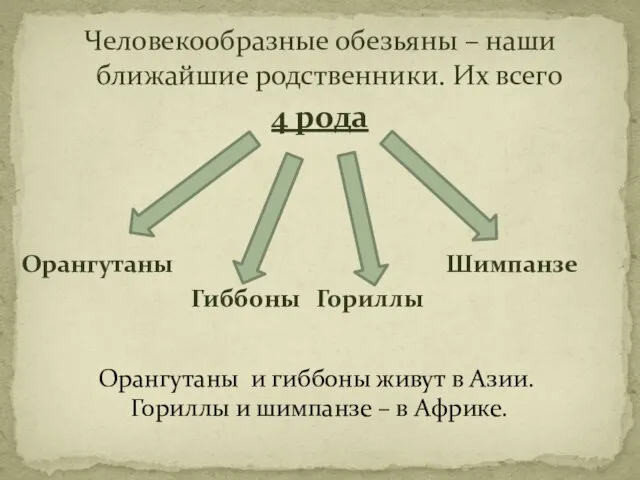 Человекообразные обезьяны – наши ближайшие родственники. Их всего 4 рода Орангутаны Гиббоны