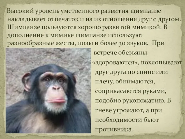 Высокий уровень умственного развития шимпанзе накладывает отпечаток и на их отношения друг