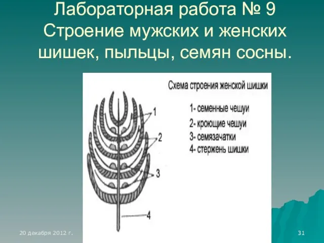 Лабораторная работа № 9 Строение мужских и женских шишек, пыльцы, семян сосны.