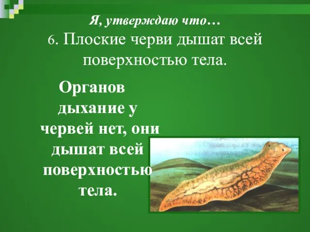 Я, утверждаю что… 6. Плоские черви дышат всей поверхностью тела. Органов дыхание