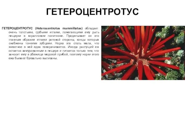 ГЕТЕРОЦЕНТРОТУС ГЕТЕРОЦЕНТРОТУС (Heterocentrotus mammillatus) обладает очень толстыми, грубыми иглами, помогающими ему рыть