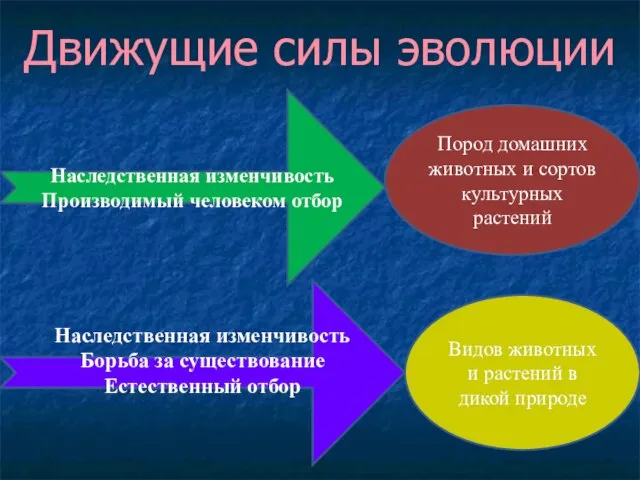 Движущие силы эволюции Наследственная изменчивость Производимый человеком отбор Пород домашних животных и