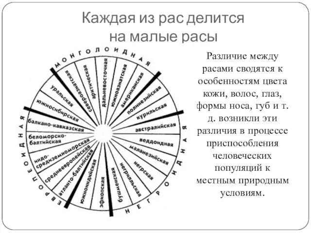 Каждая из рас делится на малые расы Различие между расами сводятся к