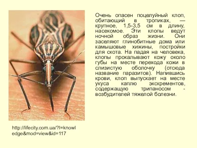 Очень опасен поцелуйный клоп, обитающий в тропиках, — крупное, 1,5-3,5 см в