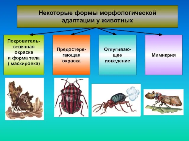 Некоторые формы морфологической адаптации у животных Покровитель- ственная окраска и форма тела