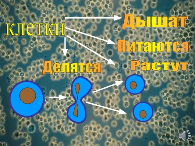 клетки Дышат Питаются Растут Делятся