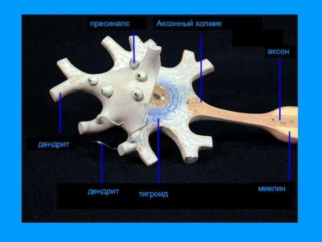 дендрит пресинапс Аксонный холмик аксон тигроид миелин