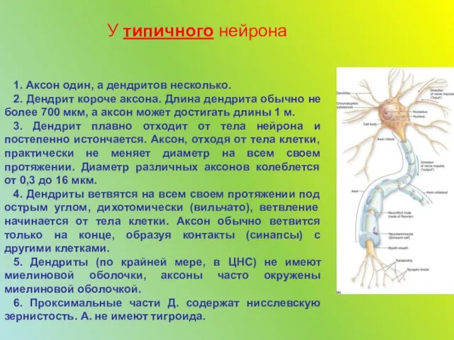 1. Аксон один, а дендритов несколько. 2. Дендрит короче аксона. Длина дендрита