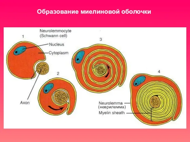 Образование миелиновой оболочки (неврилемма)