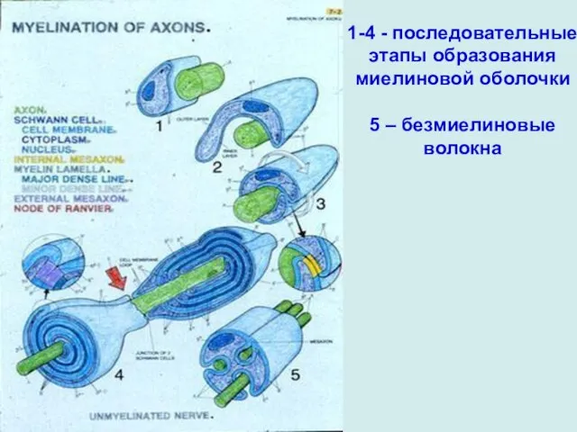 1-4 - последовательные этапы образования миелиновой оболочки 5 – безмиелиновые волокна