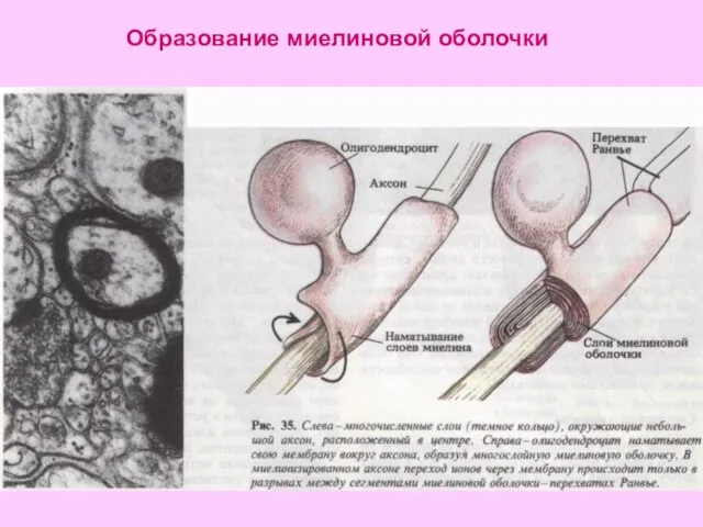 Образование миелиновой оболочки